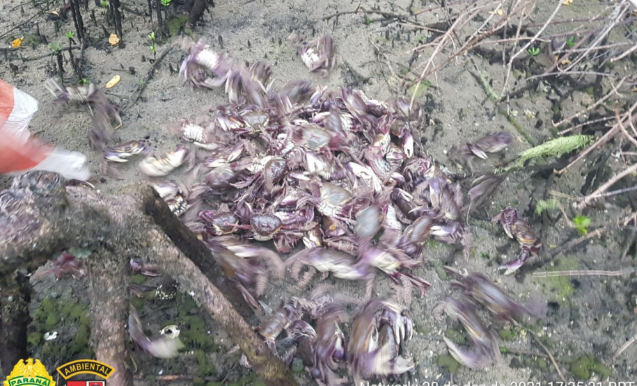 Policiais Ambientais apreendem 1,5 lacinhos e um gerival usados para pesca ilegal no Litoral do estado