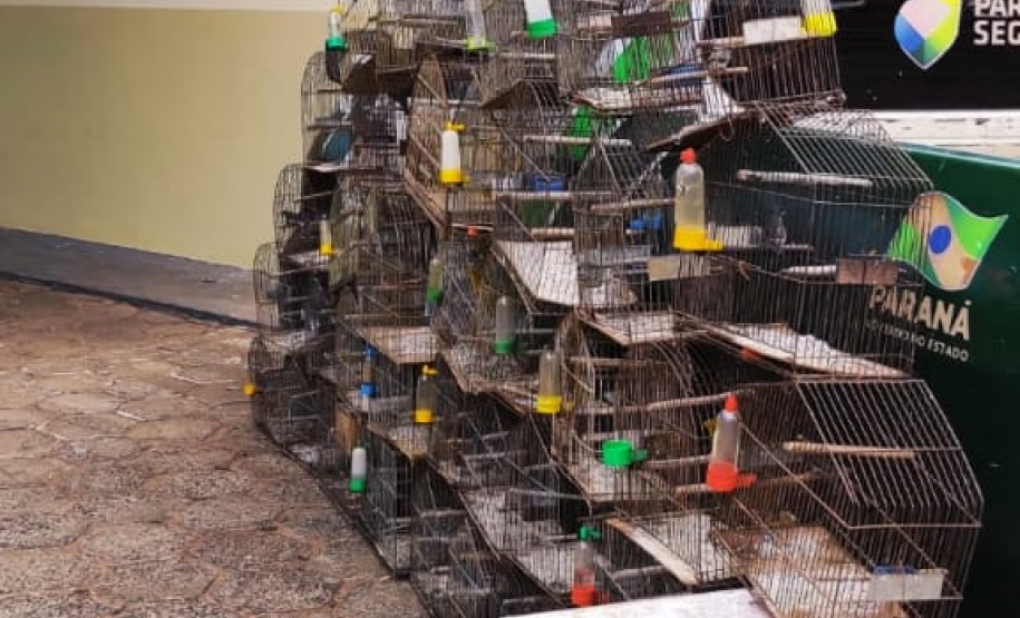 BPAmb-FV apreende 59 aves nativas no Noroeste do estado e aplica mais de R$ 29 mil em multas