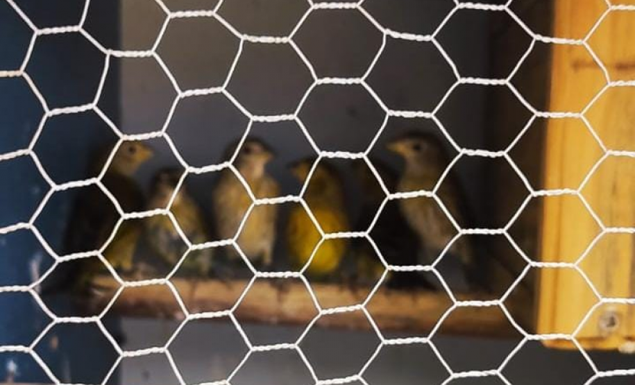 BPAmb-FV apreende 59 aves nativas no Noroeste do estado e aplica mais de R$ 29 mil em multas