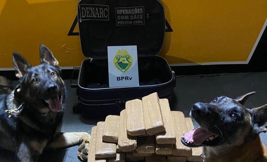 Cães de faro do Batalhão de Polícia Rodoviária auxiliam na apreensão de crack, maconha e cocaína durante abordagens no interior e litoral