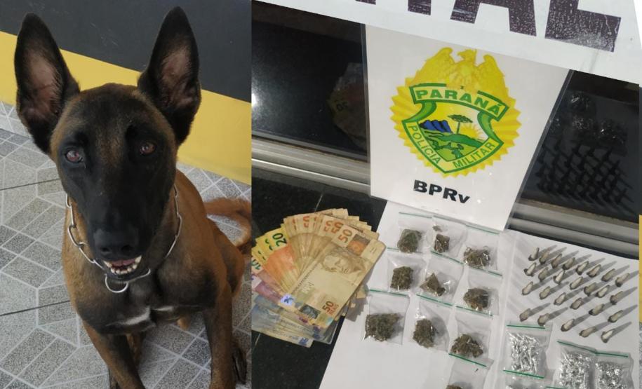 Cães de faro do Batalhão de Polícia Rodoviária auxiliam na apreensão de crack, maconha e cocaína durante abordagens no interior e litoral