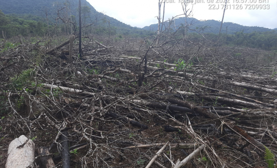 Homem é preso pela Polícia Ambiental por desmatamento ilegal de 7 hectares em Antonina