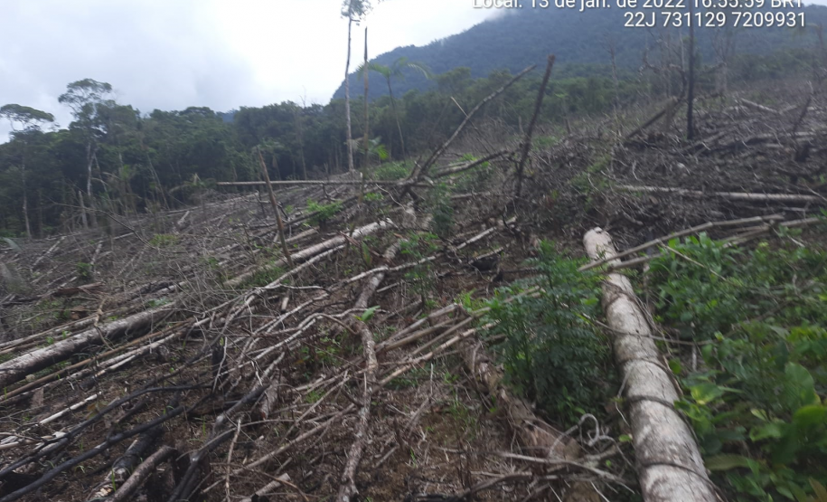 Homem é preso pela Polícia Ambiental por desmatamento ilegal de 7 hectares em Antonina