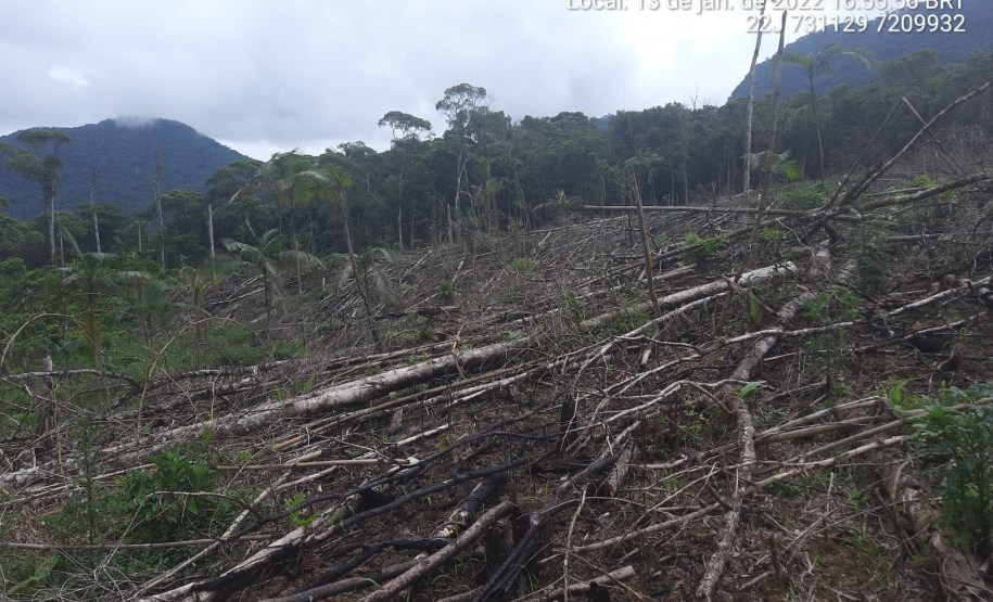 Homem é preso pela Polícia Ambiental por desmatamento ilegal de 7 hectares em Antonina