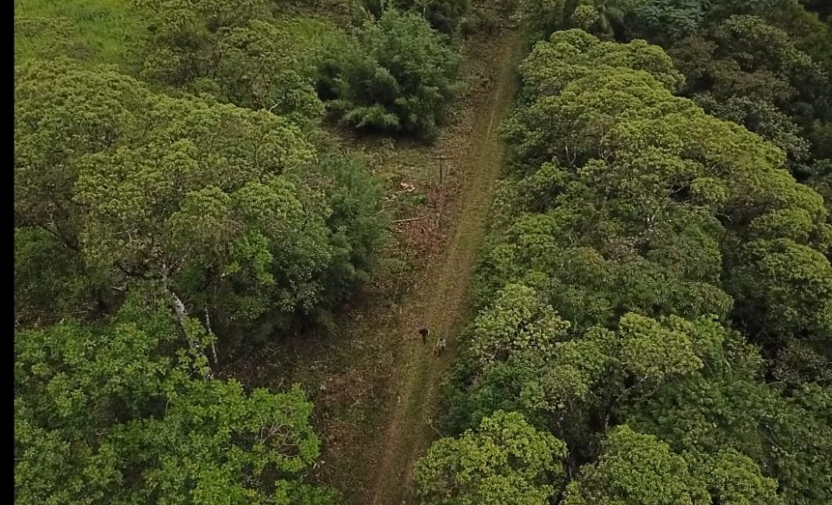 Homem é preso pela Polícia Ambiental por desmatamento ilegal de 7 hectares em Antonina