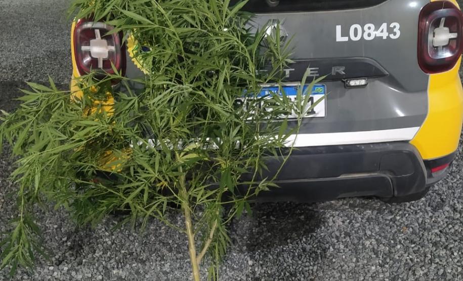 PM prende sete pessoas e apreende drogas e arma de fogo no Sudeste do estado