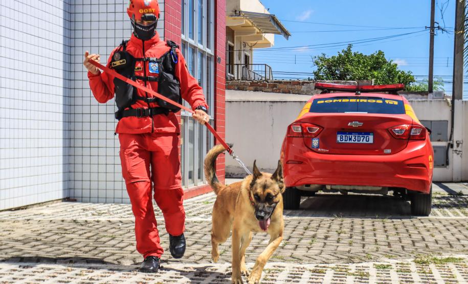Primeiro grupo de bombeiros paranaenses e cães de faro viaja para Petrópolis
