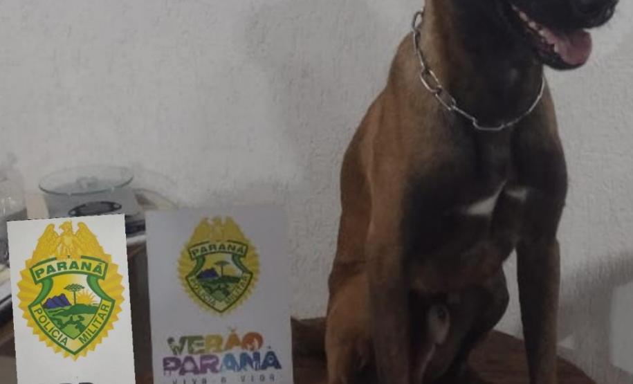 Batalhão Rodoviário apreende mais de 200 quilos