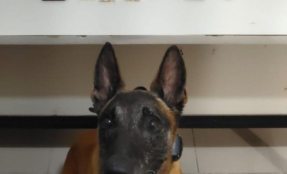 BPRv apreende 350 pedras de crack e mais de 100 garrafas de bebidas no Litoral e no Sudoeste do estado