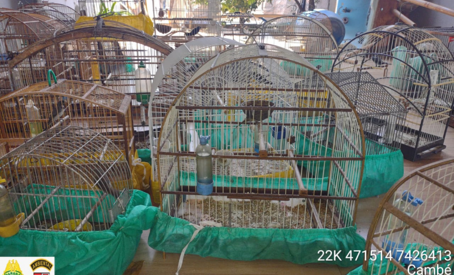 Polícia Ambiental apreende seis armas de fogo e resgata 43 aves silvestres no Norte do estado