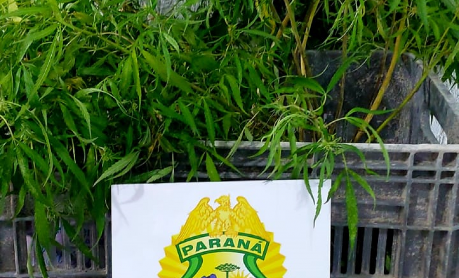 PM prende dois homens e apreende sete pés de maconha em Pontal do Paraná (PR)