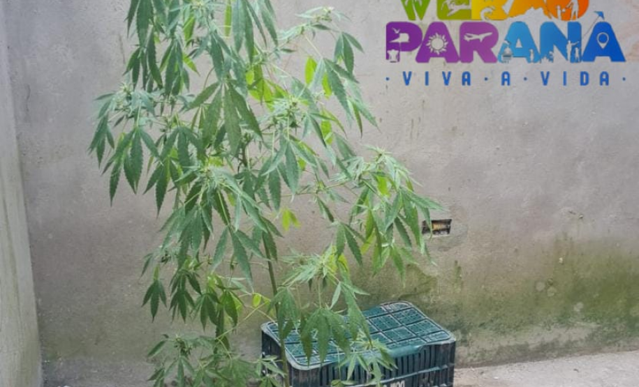 PM prende dois homens e apreende sete pés de maconha em Pontal do Paraná (PR)