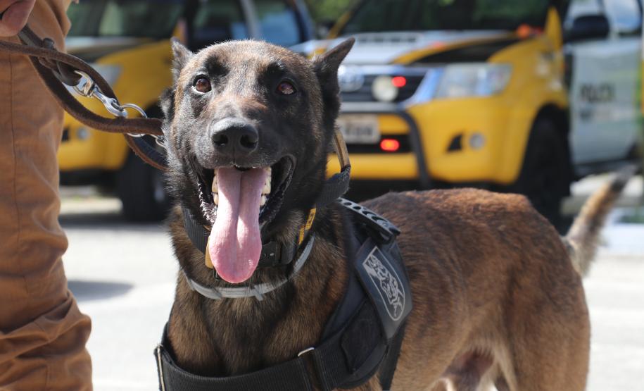 Mais de 25 mil pessoas são abordadas e 323 presas pela Polícia Militar durante o Carnaval 2022 no Paraná