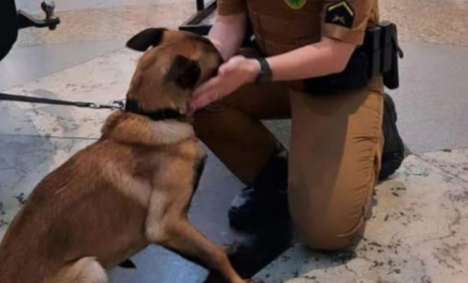 Batalhão da PM faz exposição em Shopping de Maringá (PR)