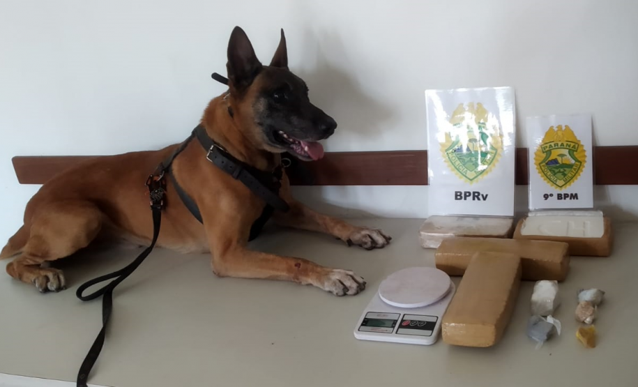 Cão de faro do BPRv descobre fundo falso com drogas dentro de uma casa em Guaratuba