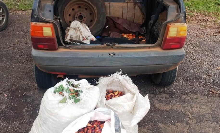 Polícia Militar recupera mais de 120 quilos de pinhão furtados em Palmas, no Sudoeste do estado