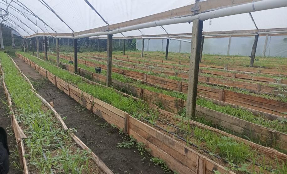 Foto: Divulgação/PMPR