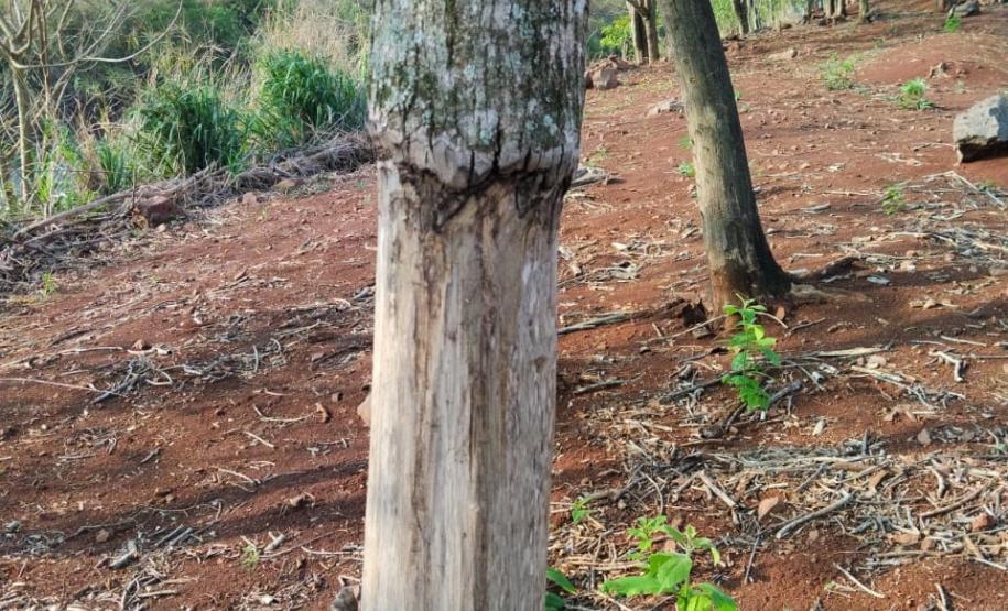 Batalhão Ambiental da PM flagra crimes ambientais em Altamira e Maringá.