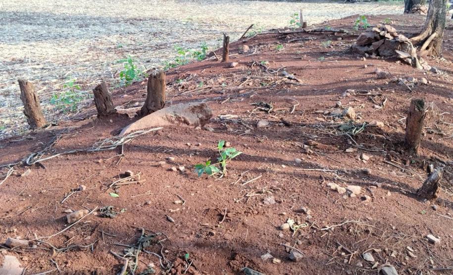 Batalhão Ambiental da PM flagra crimes ambientais em Altamira e Maringá.