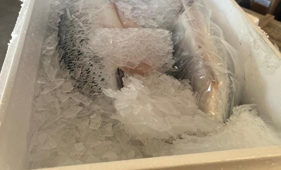 Apreensão Salmão PMPR