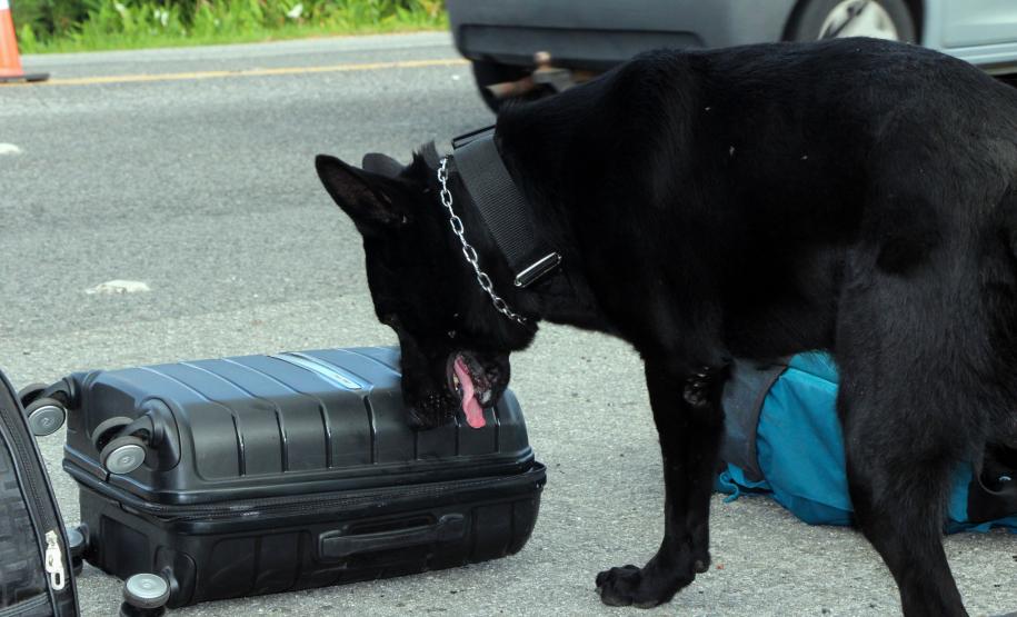 SEGURANÇA NAS ESTRADAS: FORÇAS DE SEGURANÇA PÚBLICA SE UNEM EM PROL DE UM LITORAL MAIS SEGURO