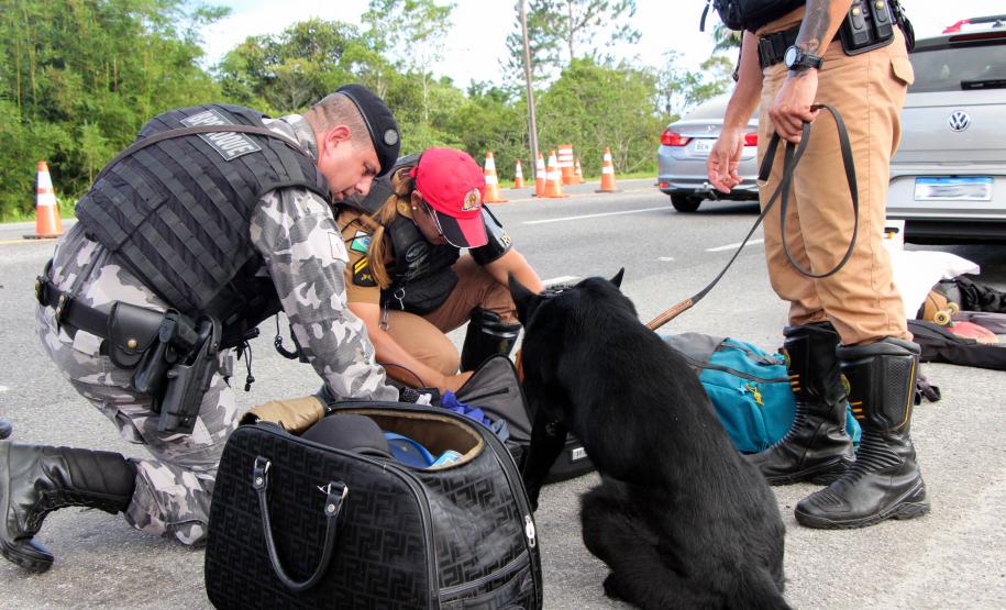Cão farejando