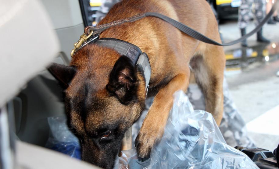 SEGURANÇA NAS ESTRADAS: FORÇAS DE SEGURANÇA PÚBLICA SE UNEM EM PROL DE UM LITORAL MAIS SEGURO