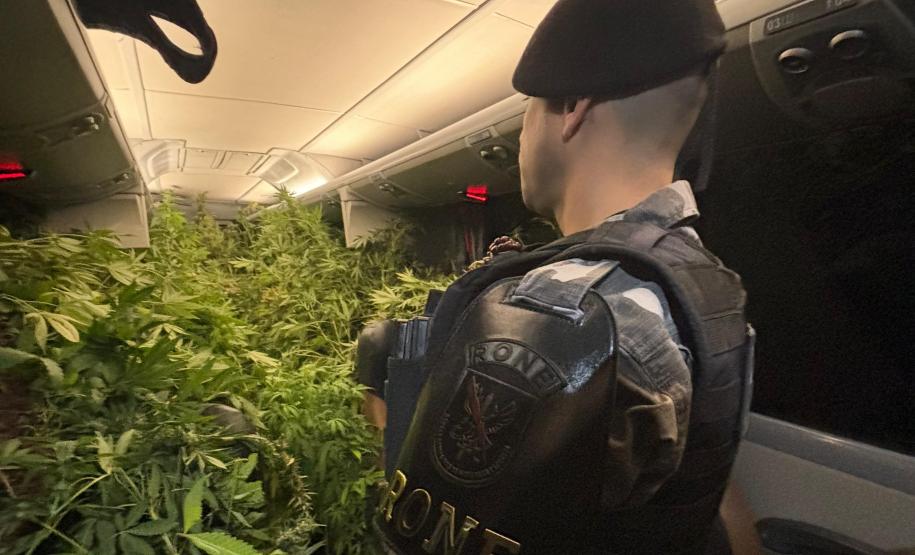 Dentro da estrutura adaptada para o cultivo, foram descobertos 519 pés de maconha