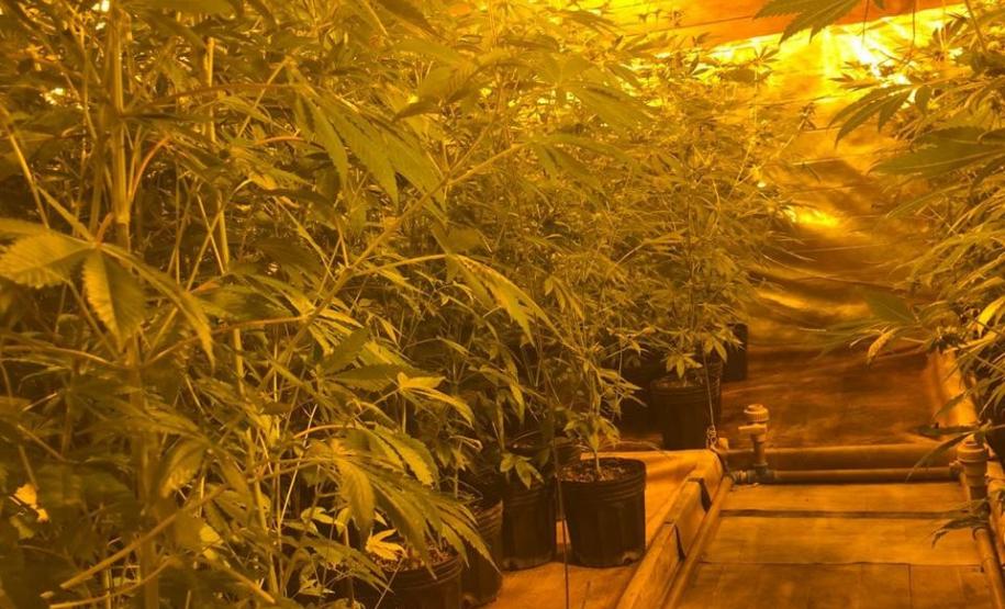 Dentro da estrutura adaptada para o cultivo, foram descobertos 519 pés de maconha