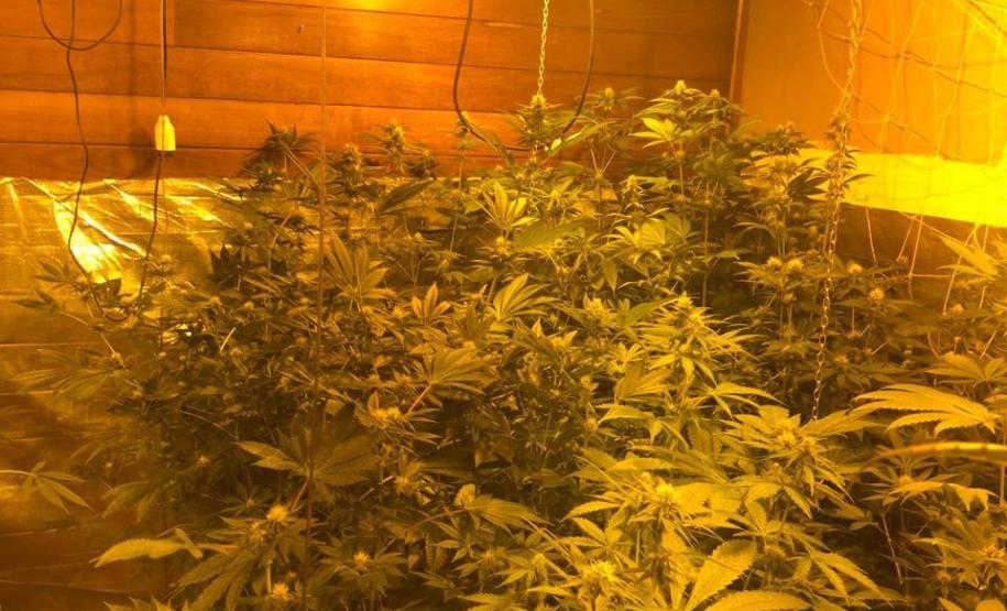 Dentro da estrutura adaptada para o cultivo, foram descobertos 519 pés de maconha
