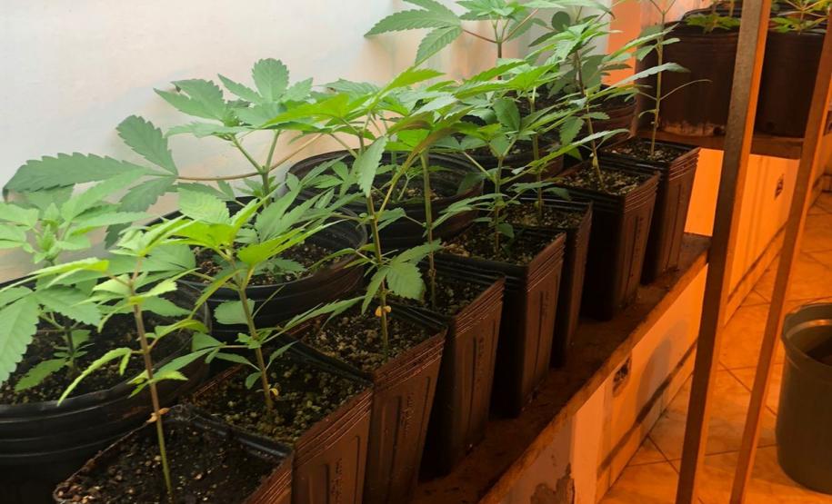 Dentro da estrutura adaptada para o cultivo, foram descobertos 519 pés de maconha