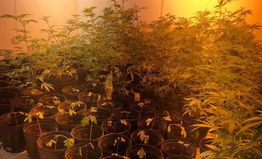 Dentro da estrutura adaptada para o cultivo, foram descobertos 519 pés de maconha