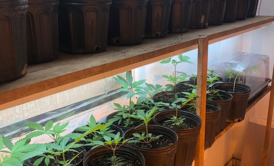 Dentro da estrutura adaptada para o cultivo, foram descobertos 519 pés de maconha