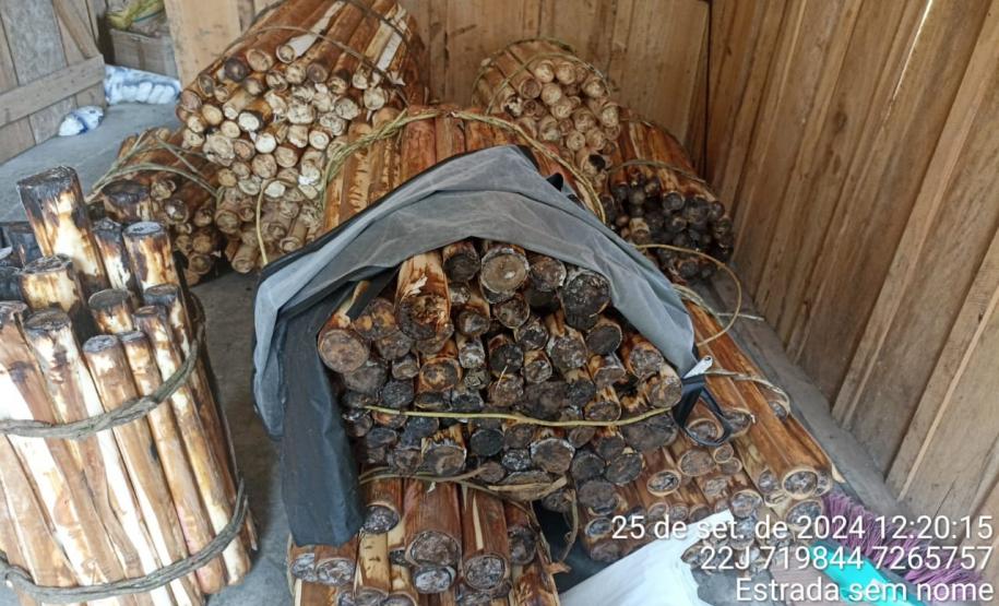 Apreensão de palmito em Adrianópolis