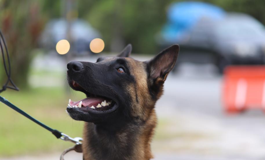 A ação, parte do programa Verão Maior Paraná, teve como objetivo garantir a segurança de moradores e turistas