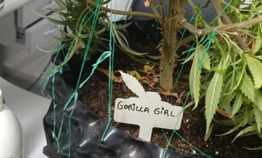 MNo endereço indicado e localizaram os pés de maconha, além de materiais utilizados para o cultivo da planta.