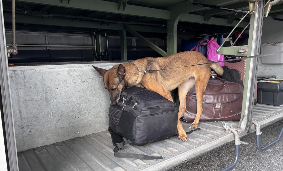 A Operação Cannis Fortis mobilizou todos os batalhões e unidades da corporação que possuem cães policiais