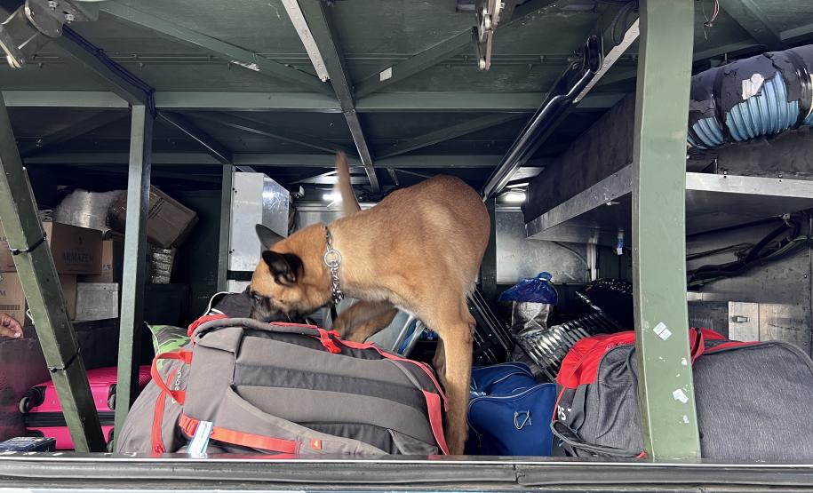 A Operação Cannis Fortis mobilizou todos os batalhões e unidades da corporação que possuem cães policiais