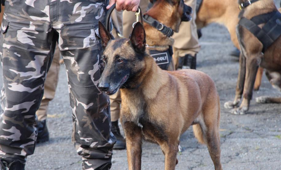 Polícia Militar do Paraná deflagra Operação CME II, na região metropolitana de Curitiba