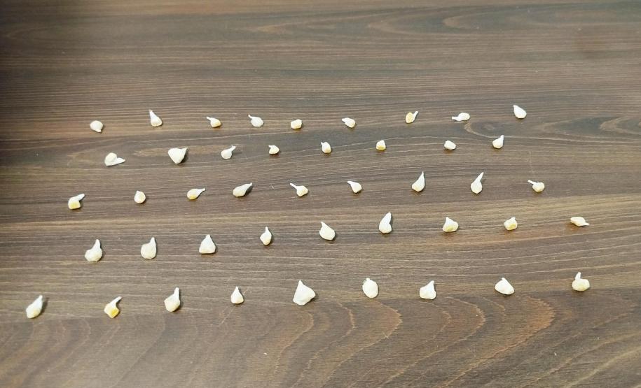 Polícia Militar do Paraná prende suspeito por tráfico de drogas no bairro Piçarras, em Guaratuba