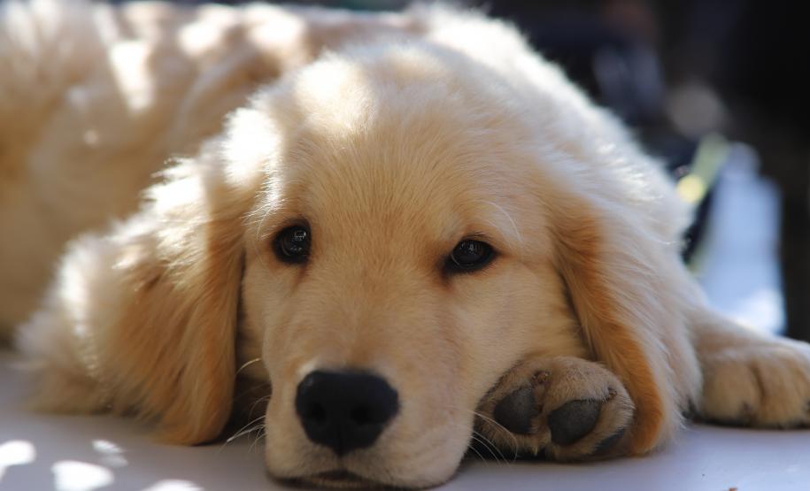 O curso, que teve início em 5 de maio e se estendeu até 11 de junho de 2025, totalizou cerca de 315 horas de instruções teóricas e práticas