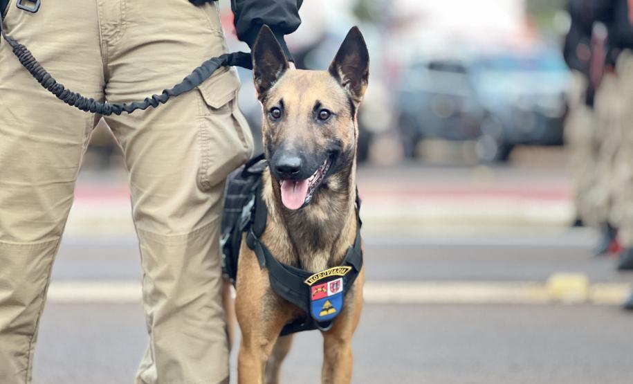 O foco principal da operação é aumentar a sensação de segurança da população, reduzir os índices de criminalidade