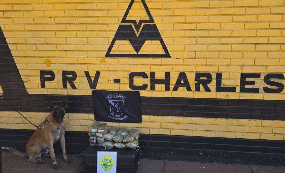 PMPR apreende entorpecentes em diferentes ônibus que seguiam para fora do Paraná