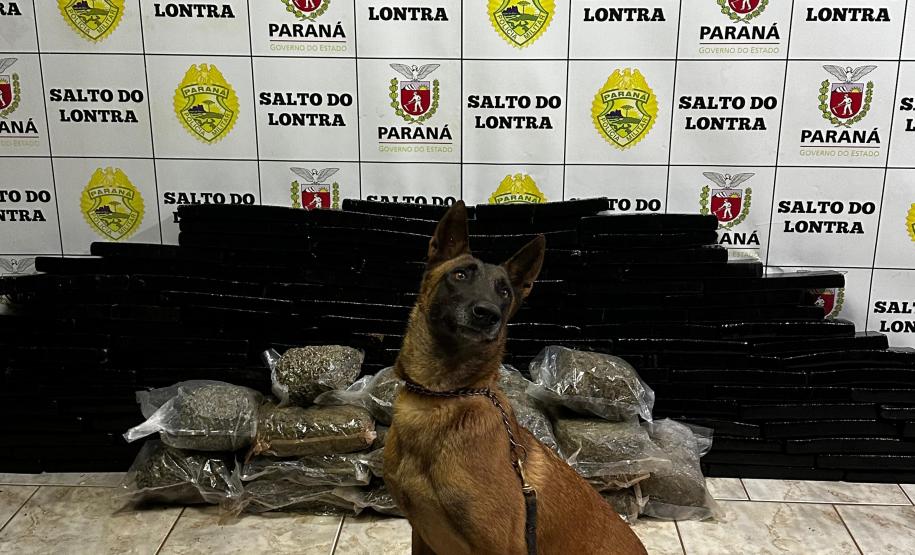 PMPR apreende mais de 120 quilos de maconha em Salto do Lontra