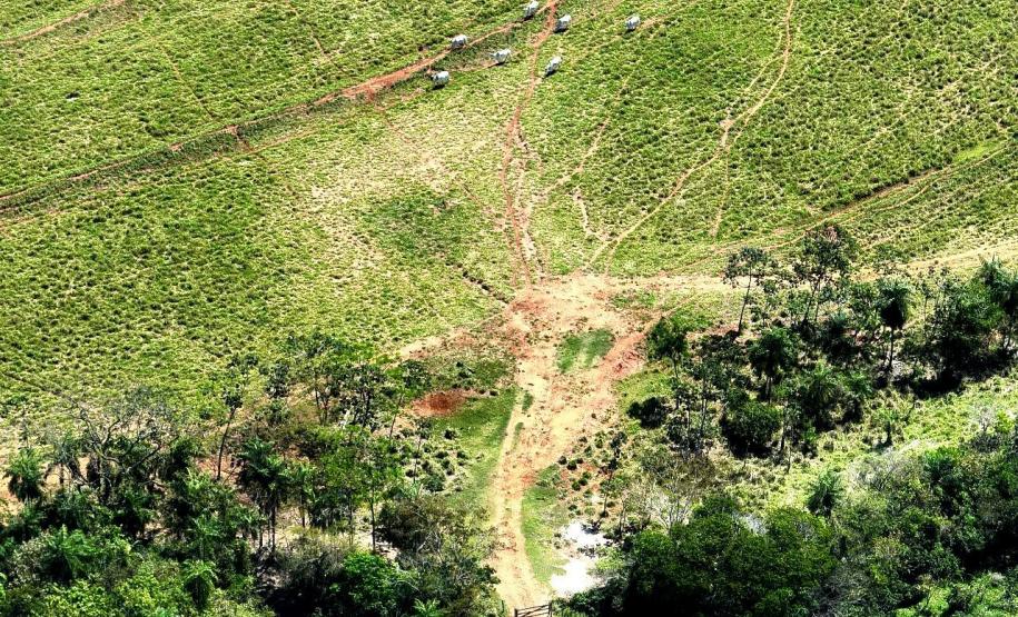 Operação Mata Atlântica em Pé: PMPR aplica mais de R$ 19 milhões em multas
