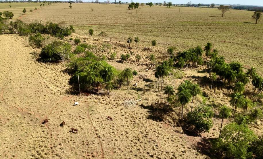 Operação Mata Atlântica em Pé: PMPR aplica mais de R$ 19 milhões em multas