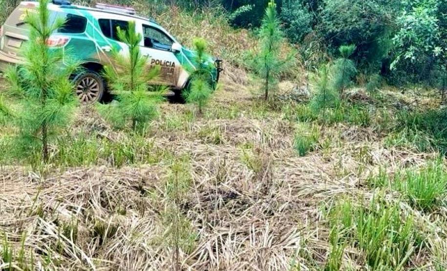 Operação Mata Atlântica em Pé: PMPR aplica mais de R$ 19 milhões em multas
