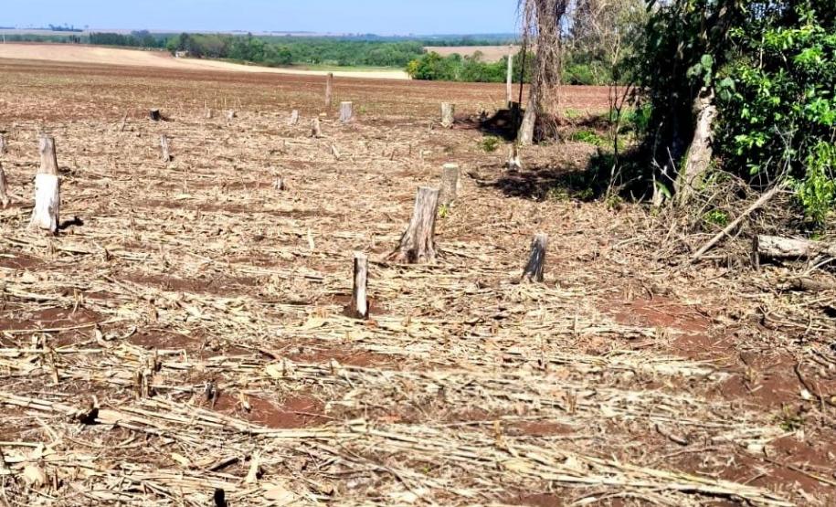 Operação Mata Atlântica em Pé: PMPR aplica mais de R$ 19 milhões em multas