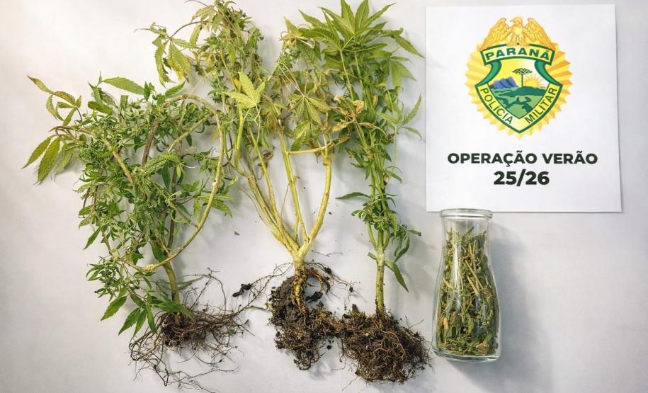 Ao todo, foram apreendidos seis vasos contendo maconha