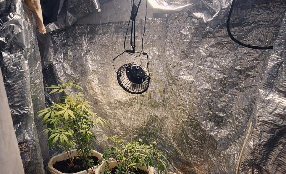 Ao todo, foram apreendidos seis vasos contendo maconha